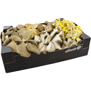 Mischpilze 6 Sorten ohne Champignons, frisch, 3 kg Mischpilze 6 Sorten ohne Champignons, frisch, 3 kg