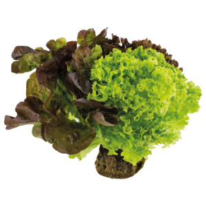 Triosalat Schweiz, 8 St