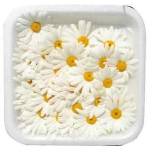 Gänseblümchen weiss / Thymophylla tenuiloba, ca. 9 St.+