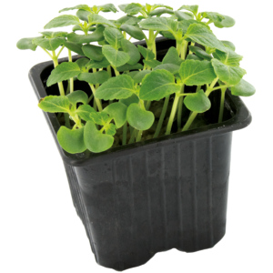 Espro Shiso green Kresse, 8 St