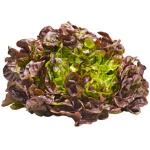 Natura Bio Eichblattsalat rot, mind. 120 g Natura Bio Eichblattsalat rot, mind. 120 g