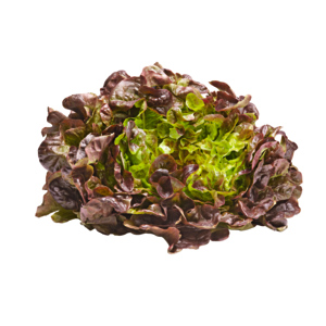 Natura Bio Eichblattsalat rot, 8 St Natura Bio Eichblattsalat rot, 8 St