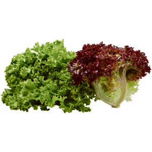 Insalata lollo rossa / verde, mista, 3 kg