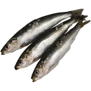 Quality Sardine, ca. 50 - 100 g, ca. 600 g Quality Sardine, ca. 50 - 100 g, ca. 600 g