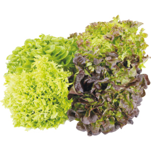 Salanova Multiblatt assortiert, 8 St