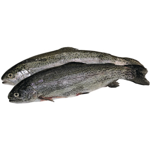 Quality Forelle, weiss, ausgenommen, ca. 200 - 300 g, ca. 1.5 kg Quality Forelle, weiss, ausgenommen, ca. 200 - 300 g, ca. 1.5 kg