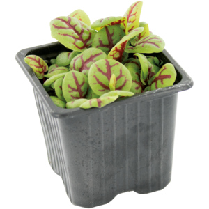 Espro Veine Kresse, 20 St Espro Veine Kresse, 20 St
