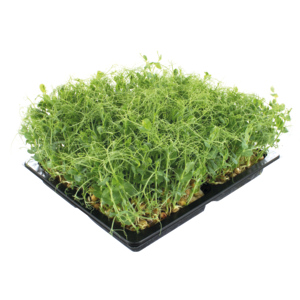 Espro Piso Kresse, 4 x 100 g