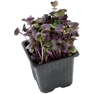 Espro Sango purpur Kresse, 20 St Espro Sango purpur Kresse, 20 St