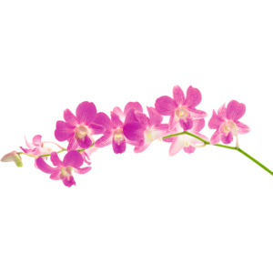 Orchideen Thai, 300 g