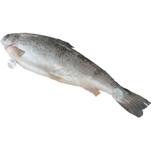 Swiss Lachs, ca. 3,5 - 5 kg