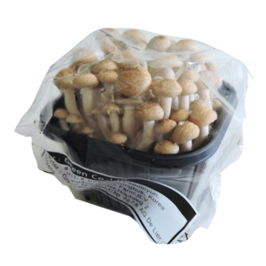 Shimeji/Buchenpilz, braun, 150 g Shimeji/Buchenpilz, braun, 150 g