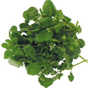Brunnenkresse 50 g