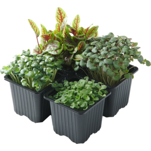 Espro Shiso Kresse mix, 20 St Espro Shiso Kresse mix, 20 St