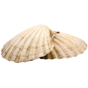 Jakobsmuschelschale Jakobsmuschelschale