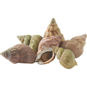 Wellhornschnecke, gekocht, 3 kg Wellhornschnecke, gekocht, 3 kg