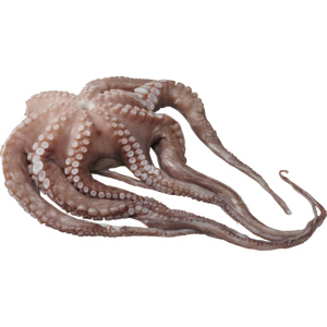 Pulpo Blumen, ohne Kopf, tiefgekühlt, ca. 2 - 3 kg Pulpo Blumen, ohne Kopf, tiefgekühlt, ca. 2 - 3 kg