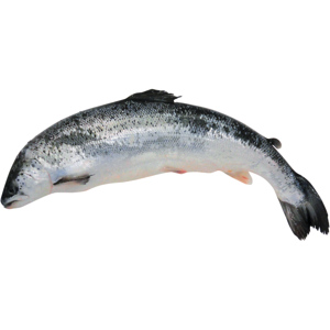 Quality GGAP Lachs, ca. 3 - 4 kg