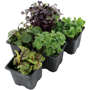 Espro Kresse Mix, 8 St Espro Kresse Mix, 8 St
