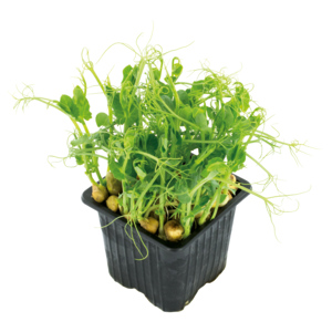 Espro Piso Kresse, 8 St Espro Piso Kresse, 8 St