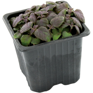 Espro Shiso purpur Kresse, 8 St