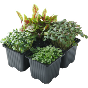 Espro Shiso Kresse mix, 8 St
