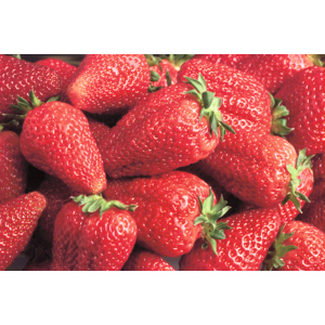 Erdbeeren, Inland, 10 x 500 g Erdbeeren, Inland, 10 x 500 g