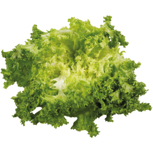Frisée-Salat, ca. 300 g Frisée-Salat, ca. 300 g