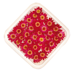 Gänseblümchen rot / Thymophylla tenuiloba, ca. 25 St.+ Gänseblümchen rot / Thymophylla tenuiloba, ca. 25 St.+