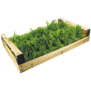 Rucola Original Bund, ca. 20 Bund Rucola Original Bund, ca. 20 Bund