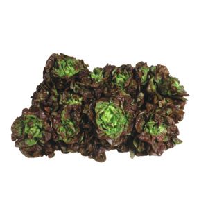 Kopfsalat rot, 8 St
