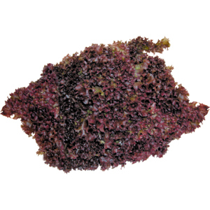 Lollo Salat rot, gepackt, 1 St ca. 150 g Lollo Salat rot, gepackt, 1 St ca. 150 g