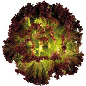 Lollo Salat rot, 3 kg Lollo Salat rot, 3 kg