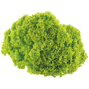 Lollo Salat grün, 3 kg Lollo Salat grün, 3 kg