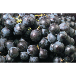 Trauben blau Lavallée, 5 kg Trauben blau Lavallée, 5 kg
