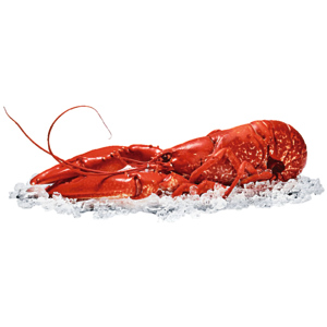 Hummer Karkassen, tiefgekühlt, 11,35 kg Hummer Karkassen, tiefgekühlt, 11,35 kg