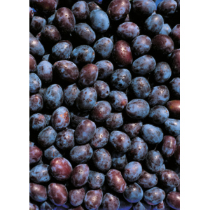 Zwetschgen Fellenberg, 6 kg Zwetschgen Fellenberg, 6 kg