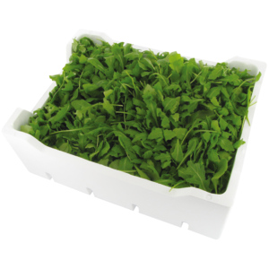Rucola, 1 kg