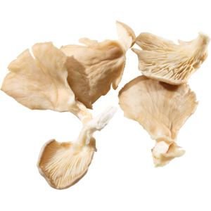 Austernseitlinge / Pleurotus, frisch, 700 g