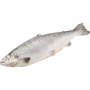 Swiss Lachs, vakuumiert, ca. 3,5 - 5 kg