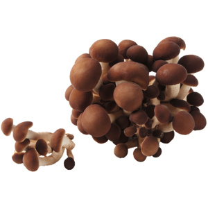 Pioppini, frisch, 800 g Pioppini, frisch, 800 g