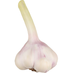 Premium Knoblauch frisch, 3 kg Premium Knoblauch frisch, 3 kg