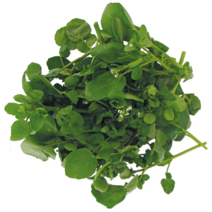 Brunnenkresse, 250 g Brunnenkresse, 250 g
