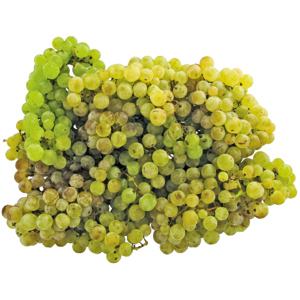 Trauben weiss Chasselas, 2 kg Trauben weiss Chasselas, 2 kg