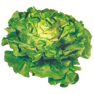 Natura Bio Kopfsalat, 8 St Natura Bio Kopfsalat, 8 St