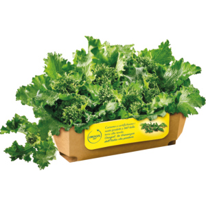 Orogel Cime di rapa, Würfel, TK, 2,5 kg Orogel Cime di rapa, Würfel, TK, 2,5 kg
