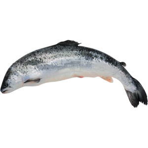 Quality GGAP Lachs, ca. 6 - 8 kg Quality GGAP Lachs, ca. 6 - 8 kg