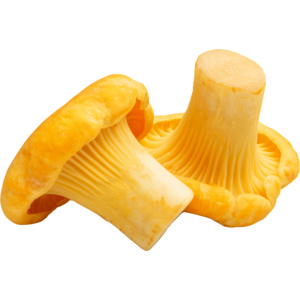 Premium Eierschwämme klein, frisch, 3 kg