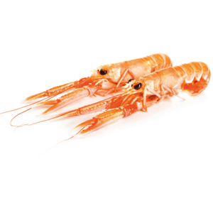 MSC Scampi Langustine, ganz, 13/16, tiefgekühlt, 1 kg