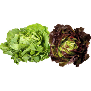 Kopfsalat rot / grün, gemischt, 8 St Kopfsalat rot / grün, gemischt, 8 St